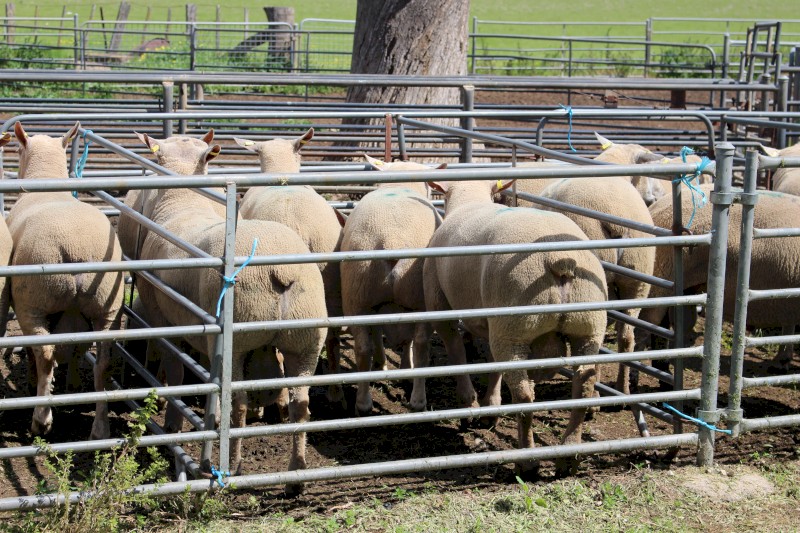 Charollais Flock Rams