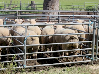 Charollais Flock Rams