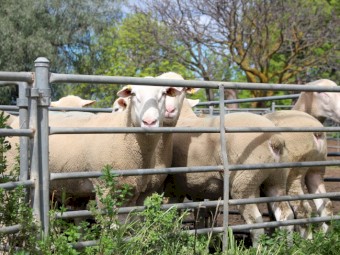 White Suffolk Flock Rams