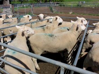 White Suffolk Flock Rams