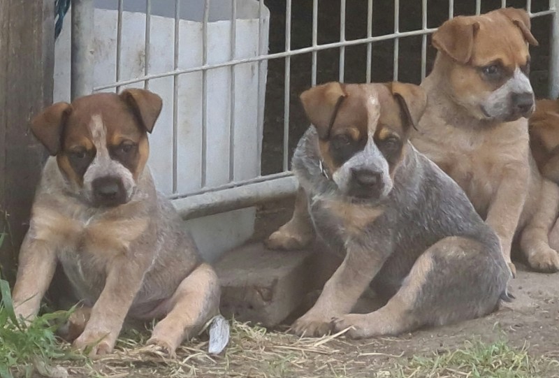 AUST STUMPY TAIL CATTLE DOGS
