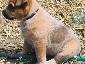 AUST STUMPY TAIL CATTLE DOGS