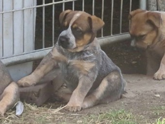 AUST STUMPY TAIL CATTLE DOGS