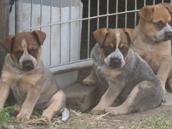 AUST STUMPY TAIL CATTLE DOGS