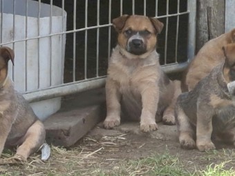AUST STUMPY TAIL CATTLE DOGS