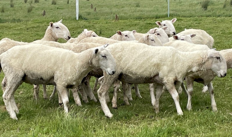 Border Leicester Rams