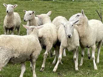 Border Leicester Rams