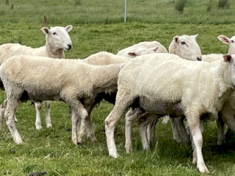 Border Leicester Rams