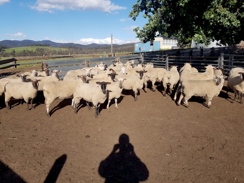 Suffolk X Ewes 2021 drop