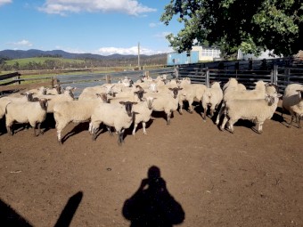 Suffolk X Ewes 2021 drop