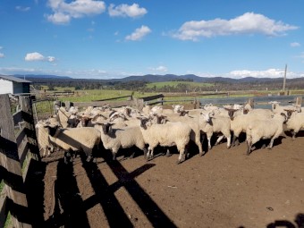 Suffolk X Ewes 2021 drop