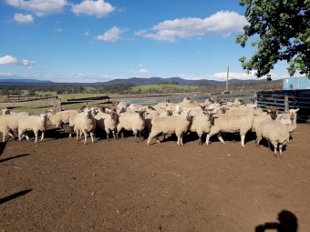 Suffolk X Ewes 2021 drop