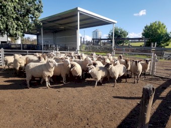 Suffolk X Ewes 2021 drop