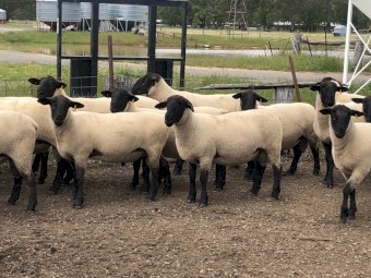 Suffolk Rams