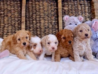 Cavoodle Puppiess for sale