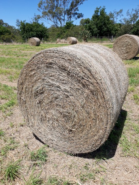 Rhodes Grass 4 x 4 Hay Bales