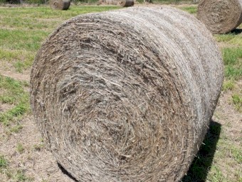 Rhodes Grass 4 x 4 Hay Bales