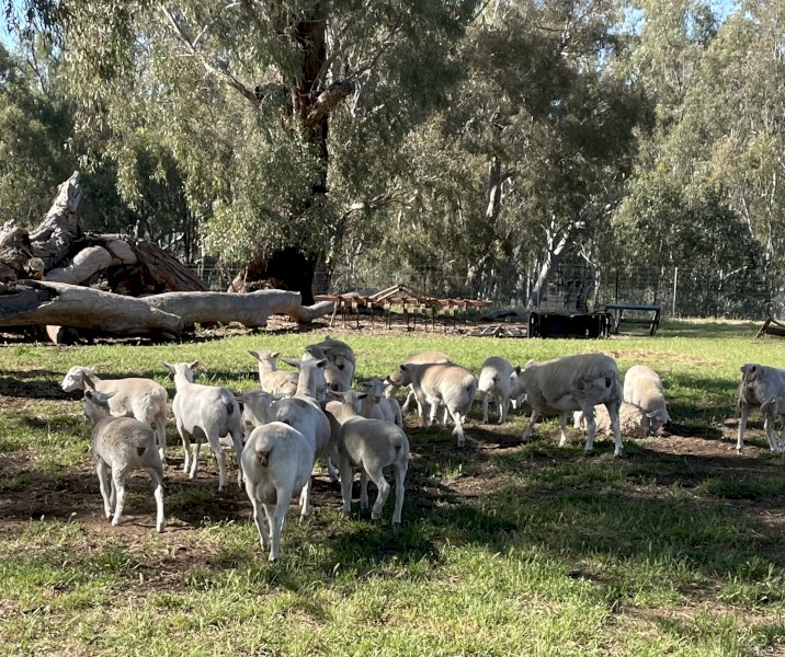 8 x Dorper Ewes & Lambs