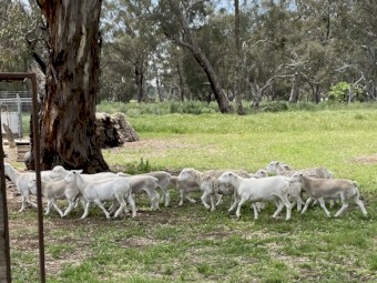 8 x Dorper Ewes & Lambs