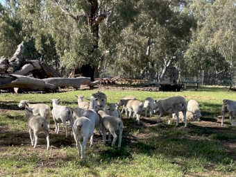 8 x Dorper Ewes & Lambs