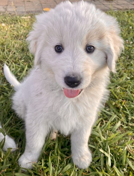 Livestock Guardian Dog, Maremma Puppies