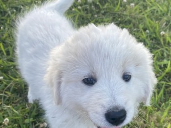 Livestock Guardian Dog, Maremma Puppies