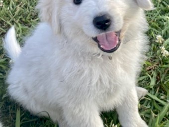 Livestock Guardian Dog, Maremma Puppies