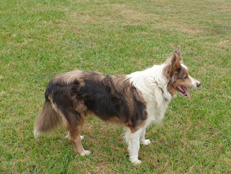 2 year old sable border collie