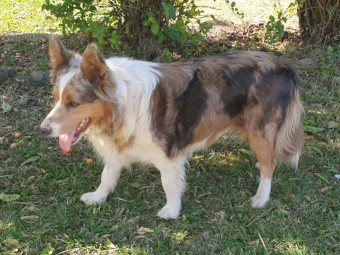 2 year old sable border collie