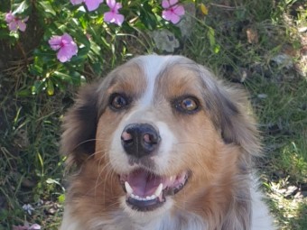 2 year old sable border collie