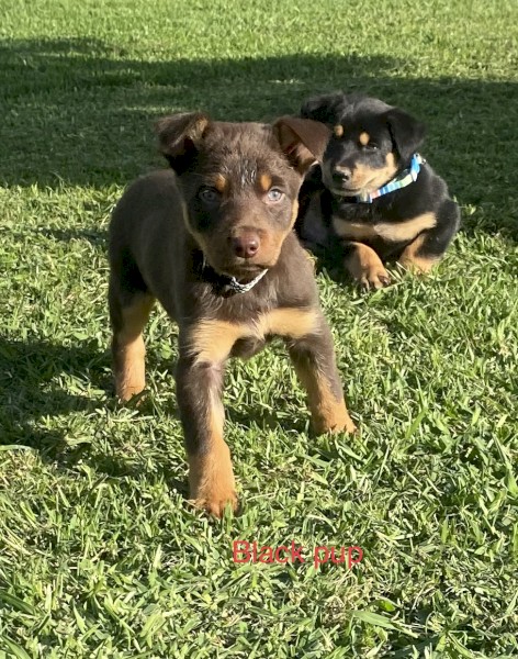 Pendula kelpie puppies WKC registered 