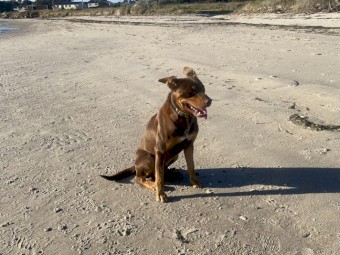 Pendula kelpie puppies WKC registered 