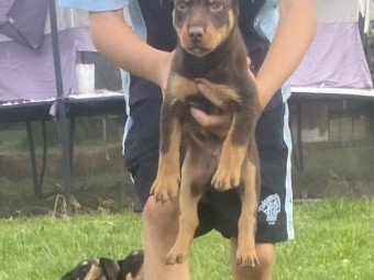 Pendula kelpie puppies WKC registered 