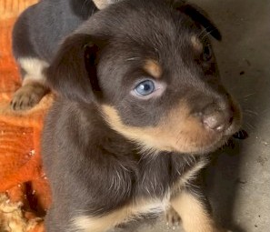 Pendula kelpie puppies WKC registered 