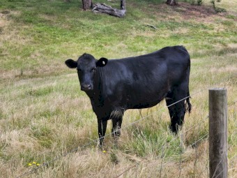 4 x Angus heifers 