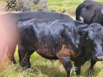4 x Angus heifers 