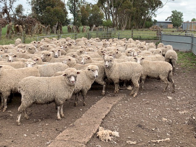 1st X Ewes Rising 1.5yr old