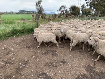 1st X Ewes Rising 1.5yr old