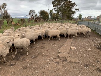 1st X Ewes Rising 1.5yr old