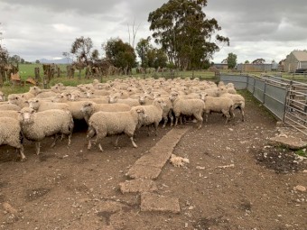 1st X Ewes Rising 1.5yr old