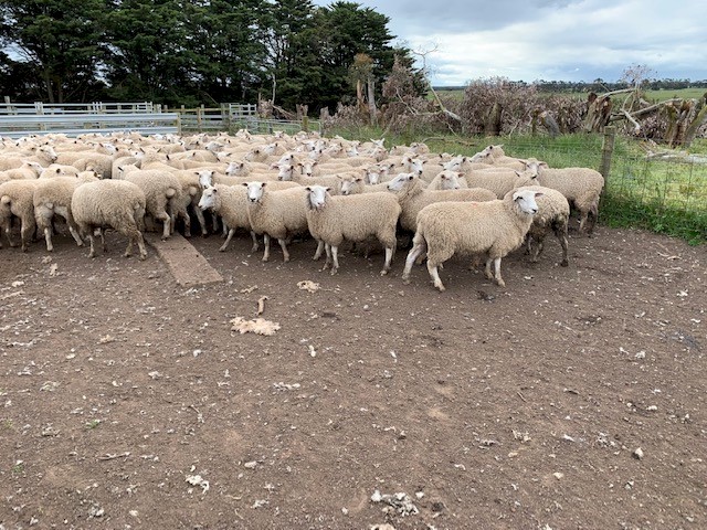 Highlander Composite ewes Rising 1.5yr old