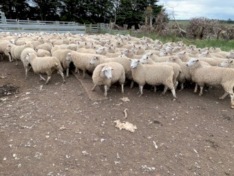 Highlander Composite ewes Rising 1.5yr old