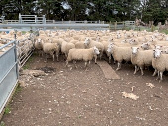 Highlander Composite ewes Rising 1.5yr old
