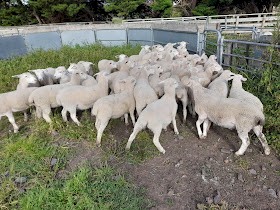 Shedding Composite Ewe Lambs