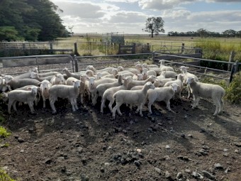 Shedding Composite Ewe Lambs