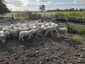 Shedding Composite Ewe Lambs