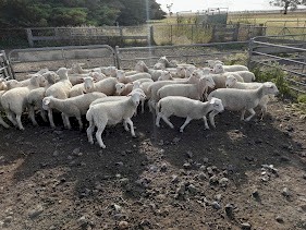 Shedding Composite Ewe Lambs
