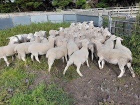 Shedding Composite Ewe Lambs