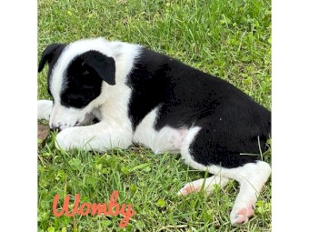 Border Collie Pups
