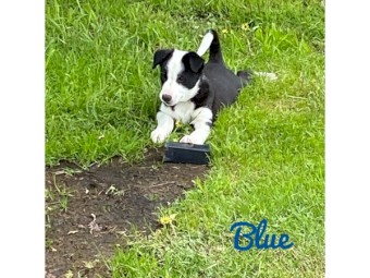Border Collie Pups